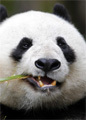 Старейший в мире панда отметил 30-летие