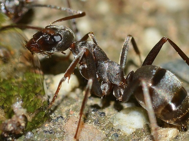 Эфиопские муравьи скоро захватят мир