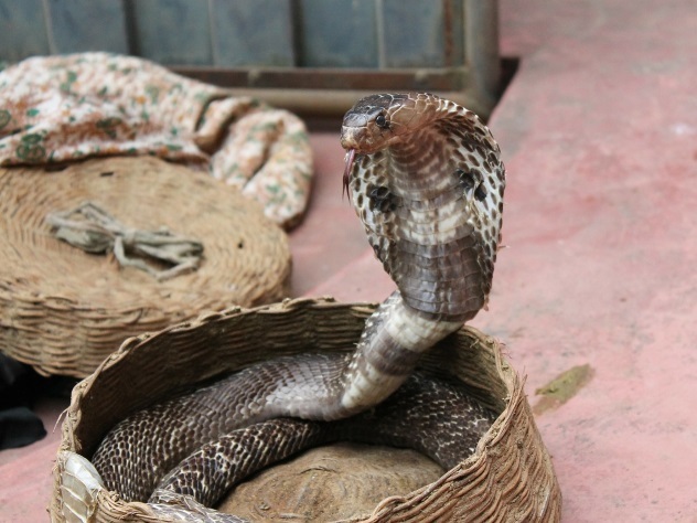 Гигантская кобра, прятавшаяся в унитазе, чуть не убила жильцов квартиры