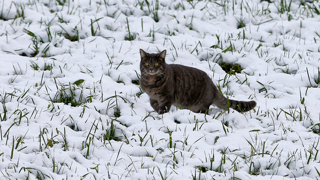 Вмерзшего в лед кота спасли под Челябинском