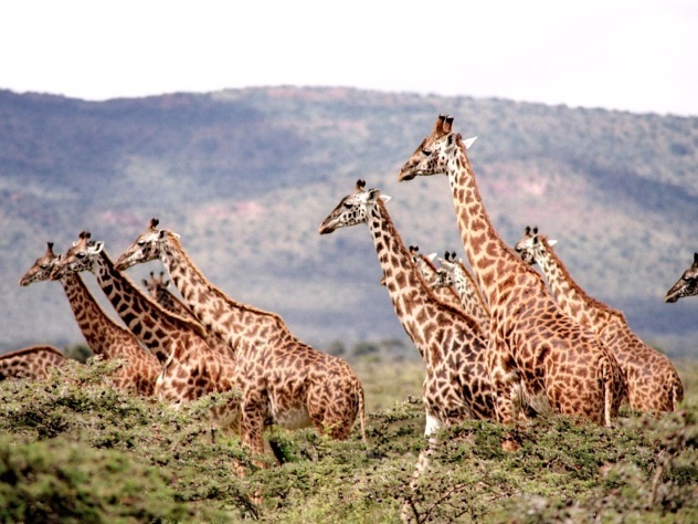 Жирафы могут исчезнуть с лица Земли уже к концу века