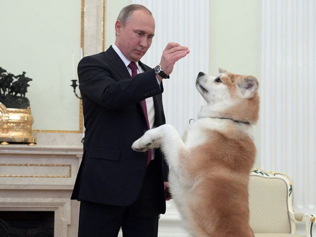 В России вырос спрос на японских собак «как у Путина»