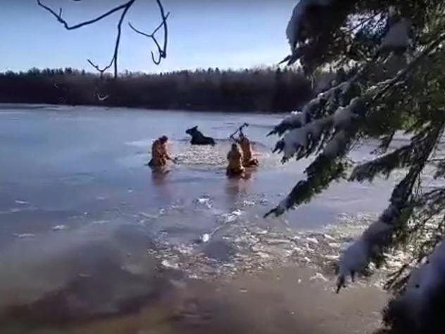 Пожарные прорубили путь к спасению провалившемуся под лед лосю