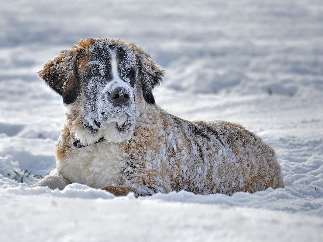 Брошенная хозяйкой в аэропорту собака замерзла насмерть в Екатеринбурге