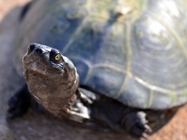 В США гигантская черепаха устроила пожар в двух домах