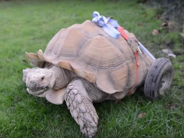 Черепаху-инвалида поставили на колеса в британском парке развлечений