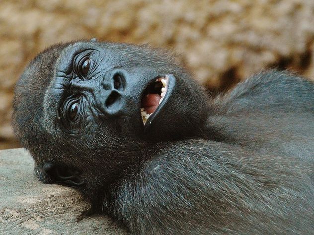 Старейшая горилла-рекордсмен неожиданно умерла в 60 лет