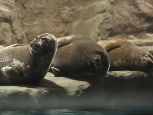 Тюлень с плюшевой игрушкой появился в японском зоопарке