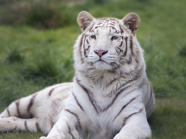 В фуре возле Бугуруслана найдены пять белых тигров