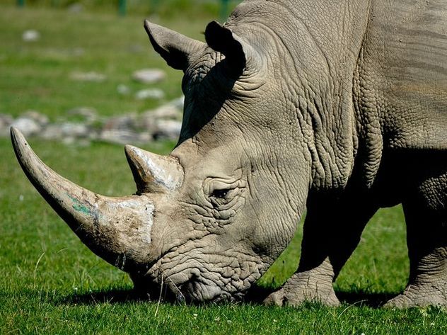 Носорога из французского зоопарка убили ради любовных утех