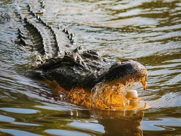 Гигантский крокодил убил футболиста во время пробежки