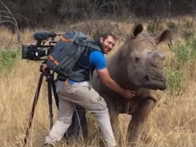 Дикий носорог «попросил» человека почесать ему брюхо