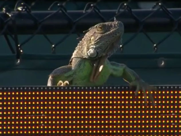В Майами теннисный турнир прервали из-за огромной ящерицы