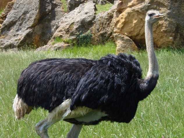 Посетители зоопарка напугали страуса до смерти