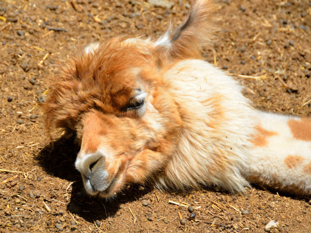 В украинском зоопарке посетители до смерти закормили альпаку