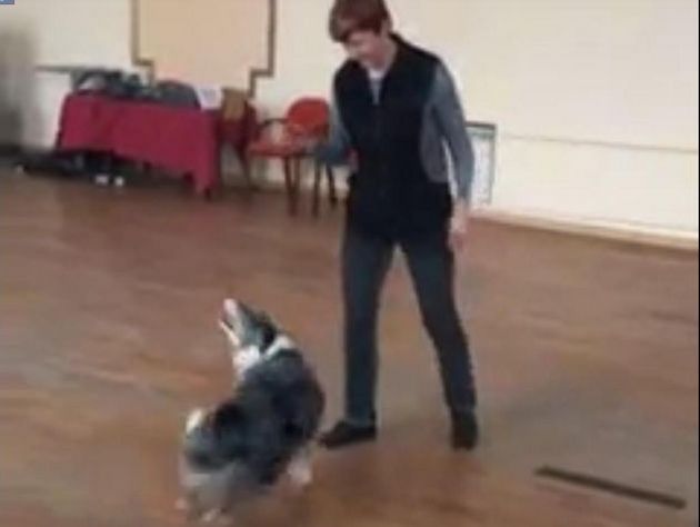 Танцующая тверк собака из Екатеринбурга прошла кастинг в шоу «Танцы»