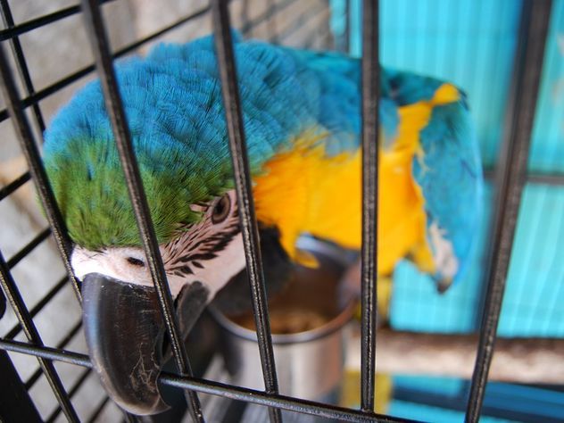 Ругательства попугая довели горячего итальянца до убийства человека