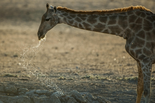 Ученые выяснили, почему у жирафов длинная шея