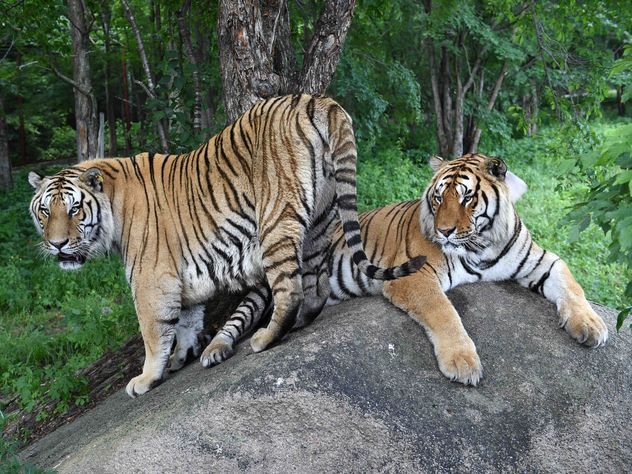 Амурский тигр до смерти загрыз посетительницу парка дикой природы