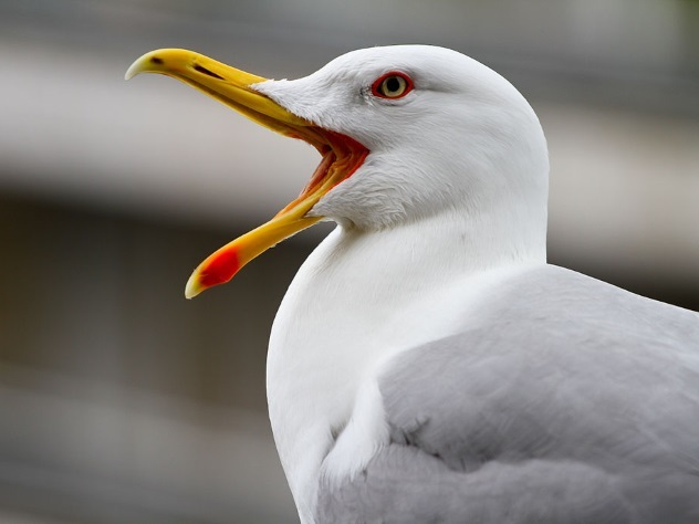 Посетителей супермаркета в Великобритании срочно эвакуировали из-за агрессивной чайки