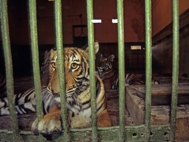 Из худшего в мире зоопарка эвакуировали зверей, не дав им стать мумиями