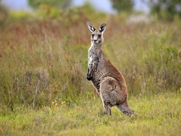 Австралийка едва отбила свою дочь в схватке с кенгуру