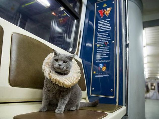 Британский кот «обкатал» новый поезд метро
