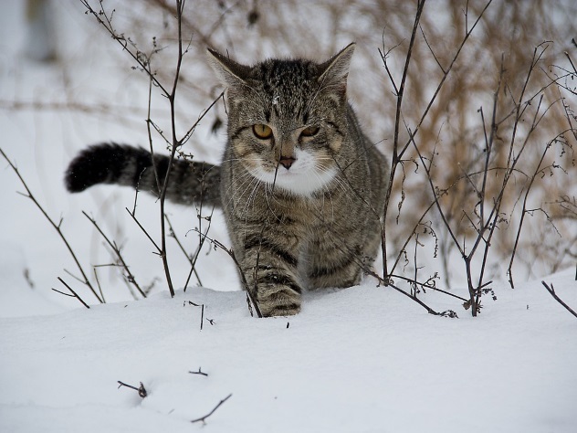 Зима продолжается: в Москве будет все также холодной и снежно