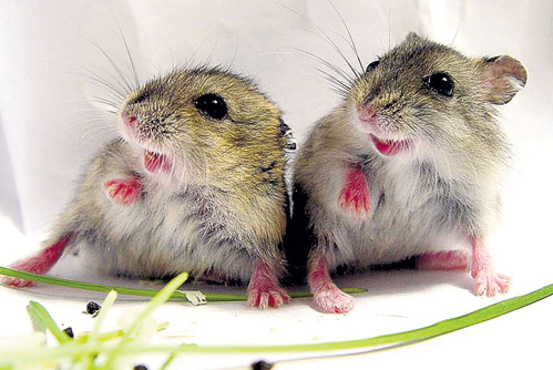 У подопытных хомячков и мышек учёные отмечают отставание в развитии и снижение репродуктивных функций