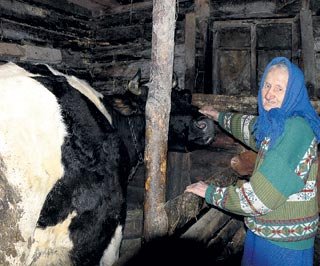 Несмотря на годы ельцинского лихолетья, бабушка Аня не пустила свою бурёнку под нож, как это сделали сотни тысяч русских крестьян