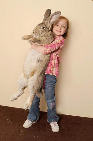Рост чудо-кролика - 130 см, а вес - 22 килограмма!