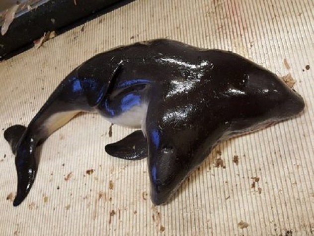 В Северном море выловили двухголового дельфина