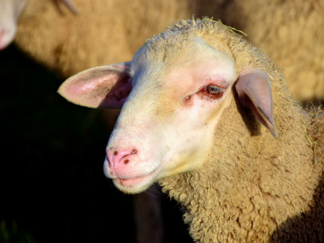 Южноафриканское поселение ужаснул родившийся у овцы «человек-дьявол»