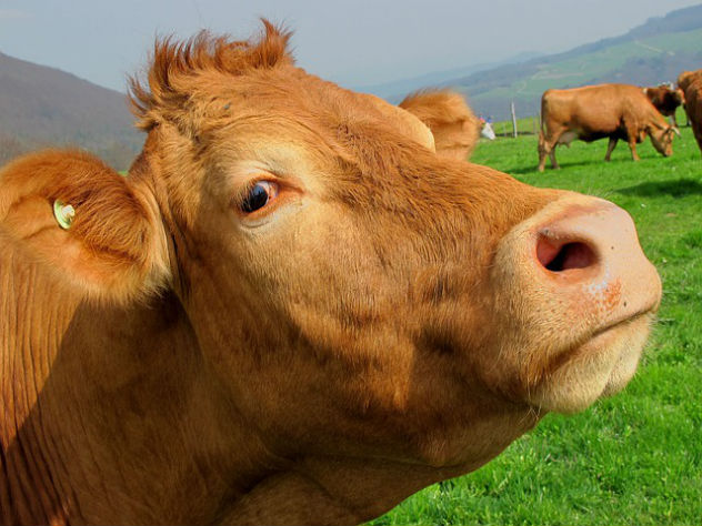 Зараженные ВИЧ коровы помогут спасти человечество