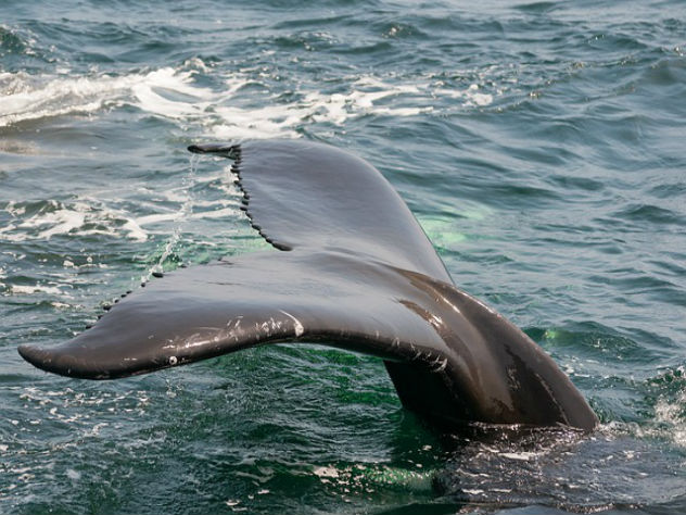В Хабаровском крае спасли оказавшегося в реке кита