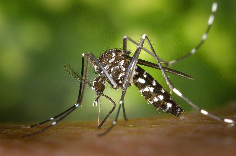 Вышел первый смартфон с защитой от комаров
