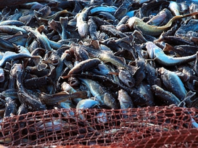 Корейцы закончили проверку камчатских рыбзаводов
