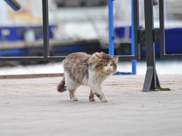 «Чудо бывает»: потерявшегося на Дальнем Востоке кота опознали в Таджикистане