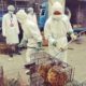 «Важные улики»: что нашли эксперты ВОЗ на «коронавирусном» рынке в Ухане