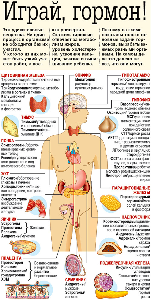 Какой гормон вырабатывает железа обозначенная на рисунке а