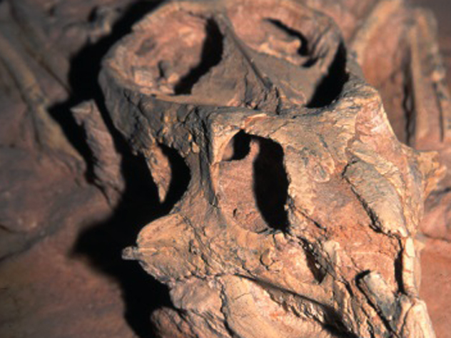 В африканской пустыне нашли останки древней рептилии величиной с автобус