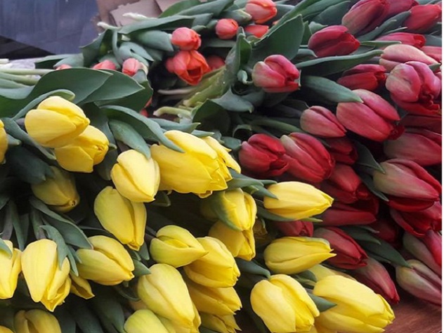 К 8 Марта в Иркутске вырастили 70 тысяч тюльпанов разных сортов