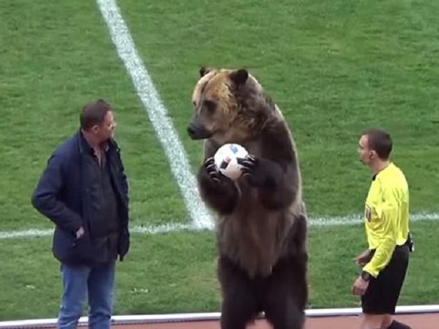 Британские зоозащитники накинулись на россиян за ролик про медведя-футболиста