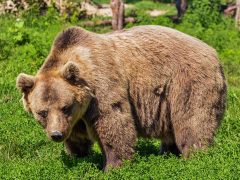 Фото как медведь съел человека