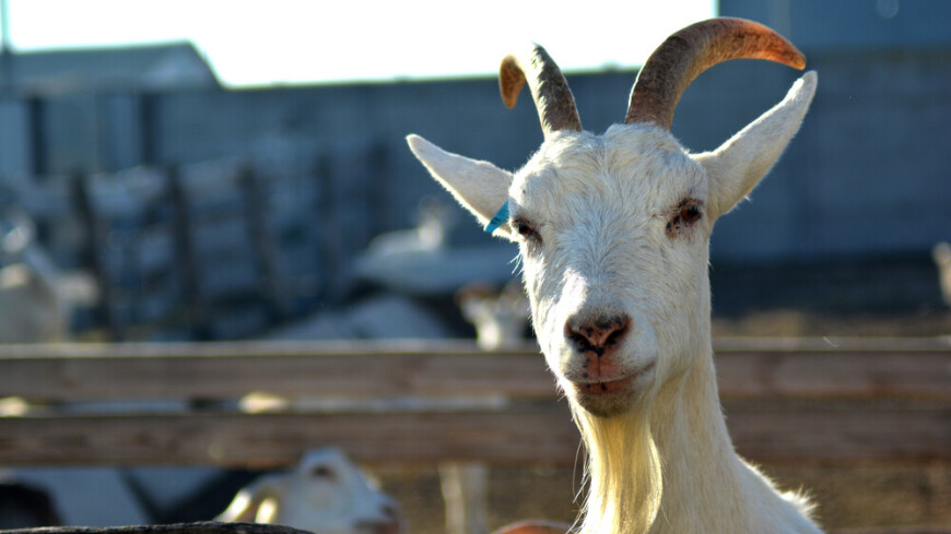 A mother with a child and a goat