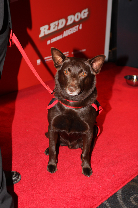 Пес Коко на премьере фильма "Рыжий пес"