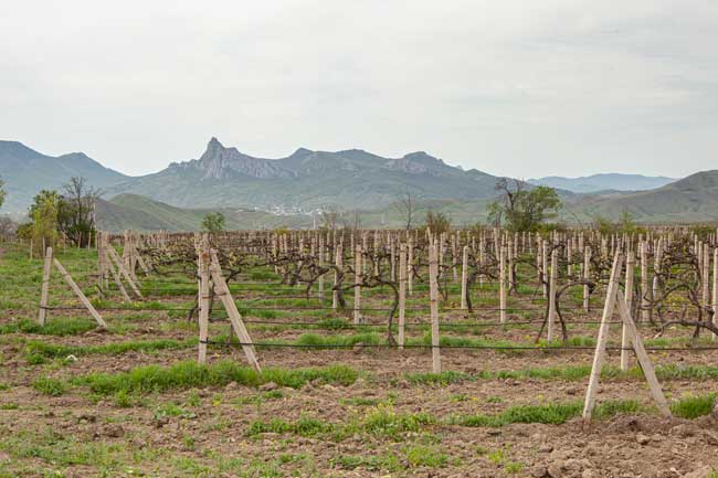 «Коктебельное